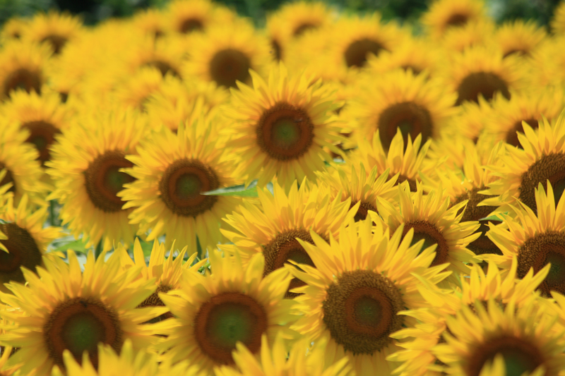 Sunflowers outside Pisa