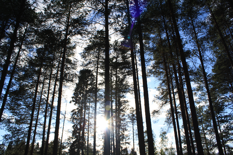 Finnish forest