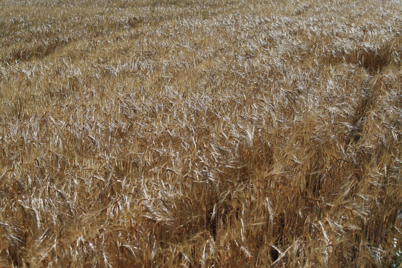 The plains of Spain...